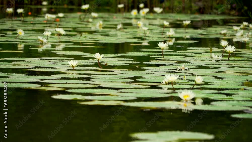 Low angle passing waterlilies and orange flowers Low angle passing waterlilies and orange flowers