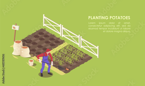 Agriculture natural vegetables. Planting potato. Gardening and farming, growing food and organic product. Man taking care and working. huge bag of seed. Green background. Isometric vector illustration