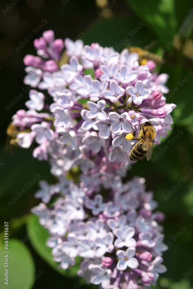 bee collects nectar from lilac flowers
