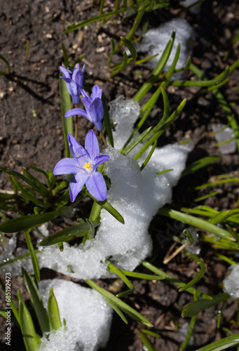 Between winter and spring. A surprise from nature. Revival of flora. early blooming spring blue flower, sprinkled with snow, melting in the sun. changeable weather. Hi spring photo