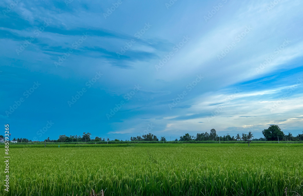 Fototapeta premium Rice Green fields with blue sky