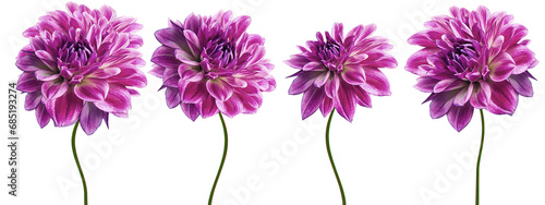 Set  purple  dahlias. Flowers on  isolated background with clipping path.  For design.  Closeup. Transparent background.  Nature.