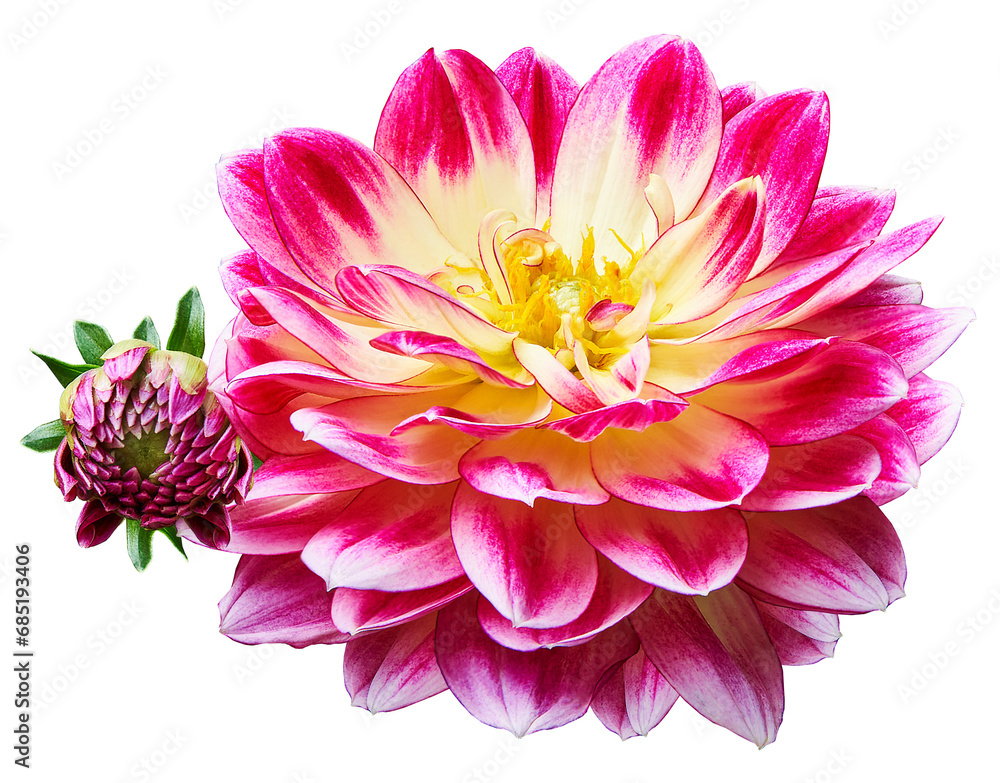 Obraz premium Pink dahlia. Flower on isolated background with clipping path. For design. Transparent background. Closeup. Nature.