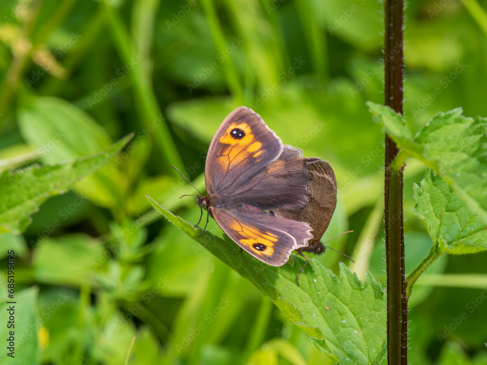 Obraz premium Meadow Brown Aberration Butterflies Mating