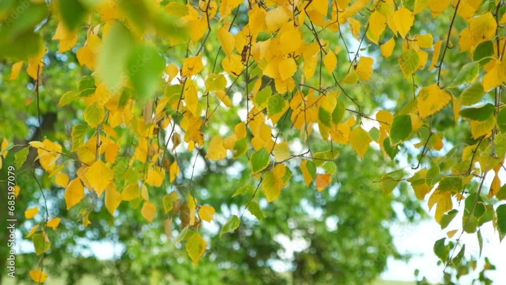 Yellowing birch leaves in the wind in autumn close-up. Colors of autumn Yellowing birch leaves in the wind in autumn close-up. Colors of autumn