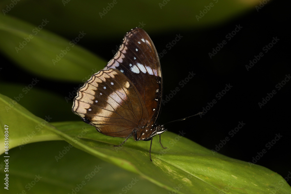 The beautiful butterfly on flower is show beauty wing in nature garden The beautiful butterfly on flower is show beauty wing in nature garden