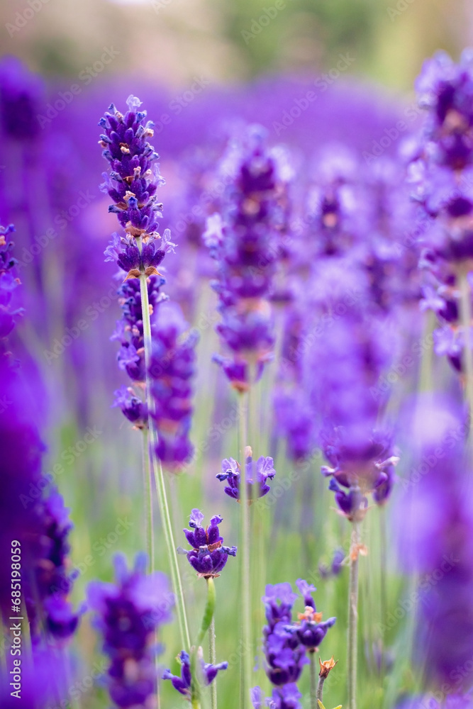 Lavender flower field, blooming purple lavender flowers. Lavender field, perfume ingredient, aromatherapy. Lavender flower field, blooming purple lavender flowers. Lavender field, perfume ingredient, aromatherapy.