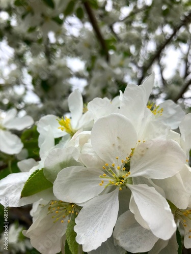 apple tree blossom, white flowers