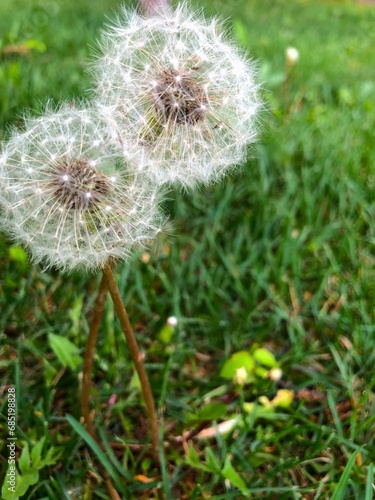 dandelion in the grass, summer, sunny day