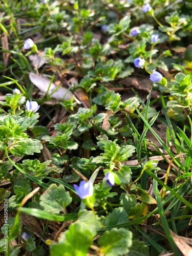 summer day, grass with little blue flowers grow in the garden