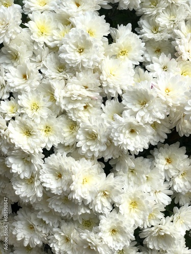 white chrysanthemum flowers