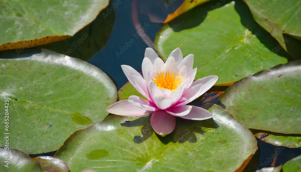 pink water lily pink water lily