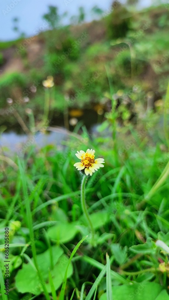 Flowers Bloom In the Rice Fields Flowers Bloom In the Rice Fields