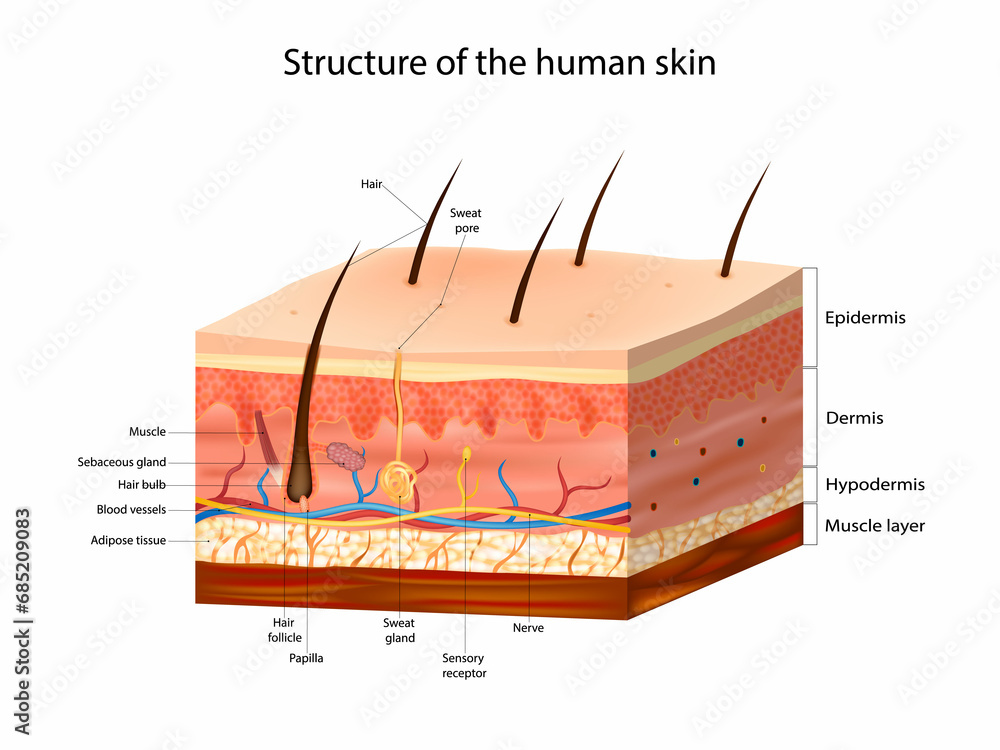 Skin Anatomy detailed vector illustration. Structure of the human skin ...