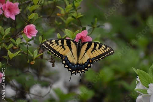 Eastern Tiger Swallowtail Butterfly Drinking Nectar photo