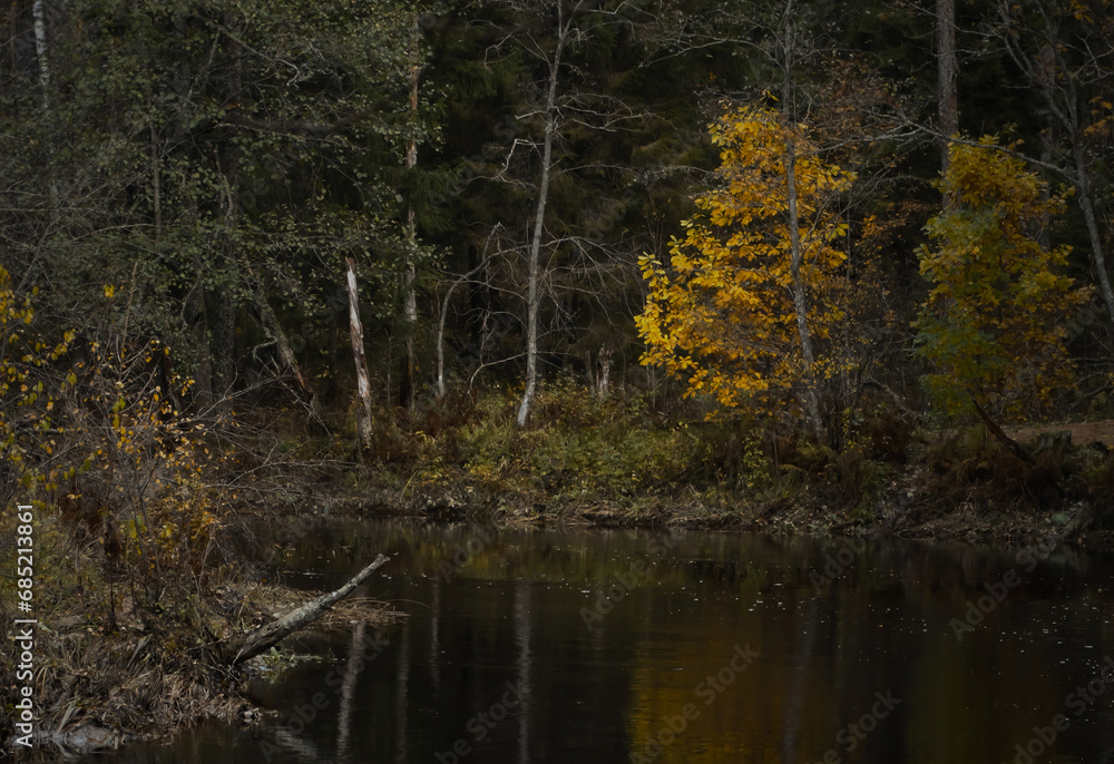 Fototapeta premium Autumn landscape in the forest. Trees with autumn foliage grow along the river bank.