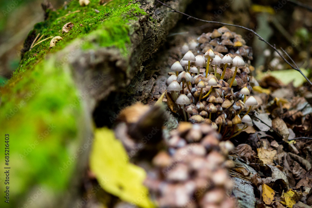 Forest background with growing mushrooms on a fallen rotten village Forest background with growing mushrooms on a fallen rotten village