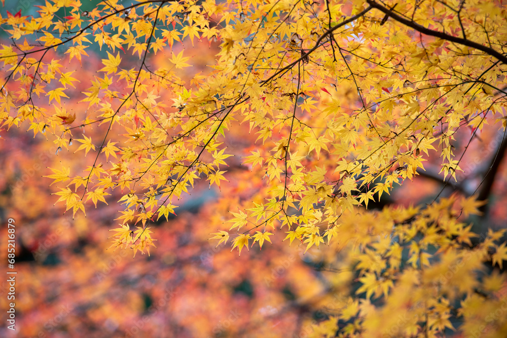 Obraz premium 成田山の紅葉