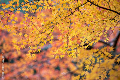 成田山の紅葉