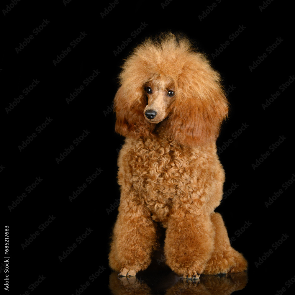 beautiful toy poodle portrait sitting on black studio background. beautiful toy poodle portrait sitting on black studio background.