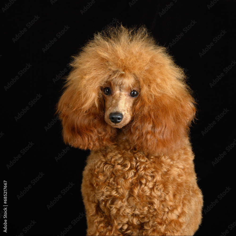 apricot toy poodle portrait on black studio background apricot toy poodle portrait on black studio background