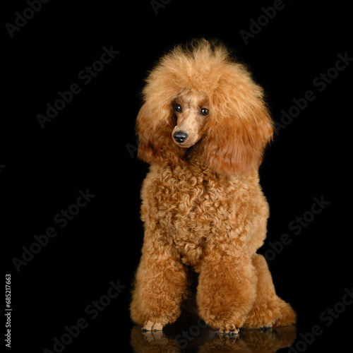 beautiful toy poodle portrait sitting on black studio background.