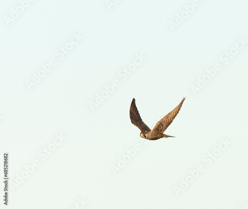 American Peregrine Falcon, Falco peregrinus anatum photo