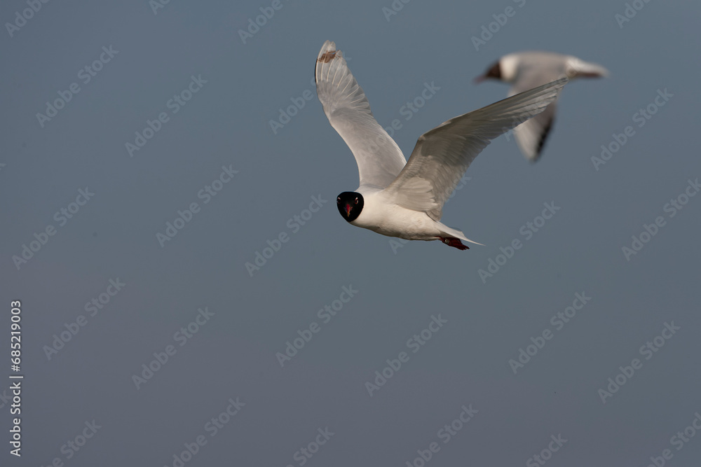 Mediterranean Gull, Ichthyaetus melanocephalus Mediterranean Gull, Ichthyaetus melanocephalus