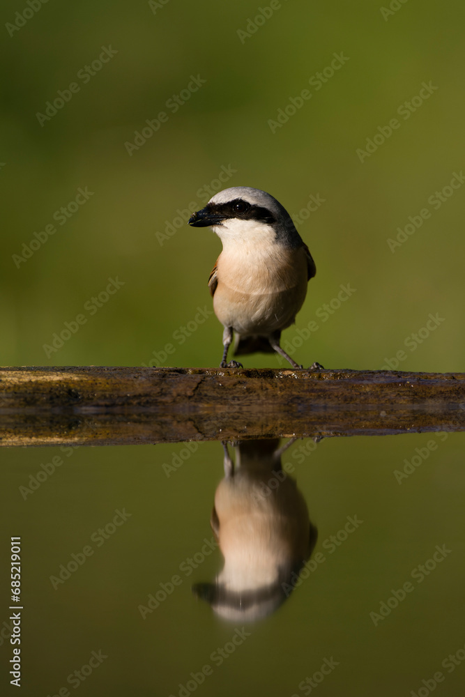 Naklejka premium Red-backed Shrike, Lanius collurio