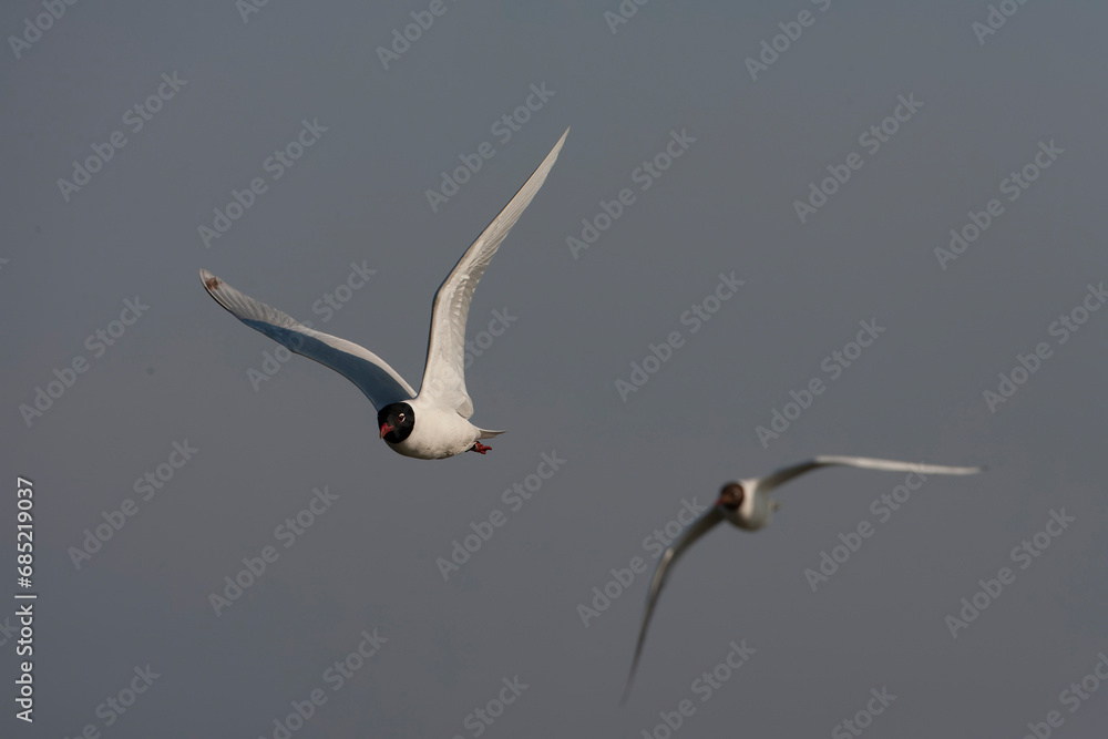 Mediterranean Gull, Ichthyaetus melanocephalus Mediterranean Gull, Ichthyaetus melanocephalus