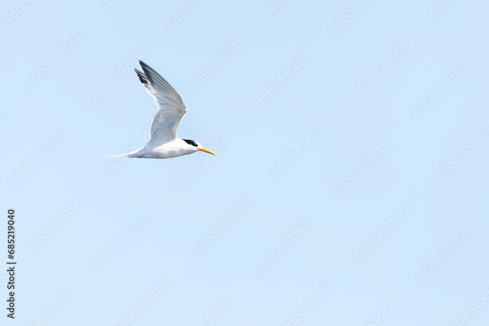 Elegant Tern, Thalasseus elegans