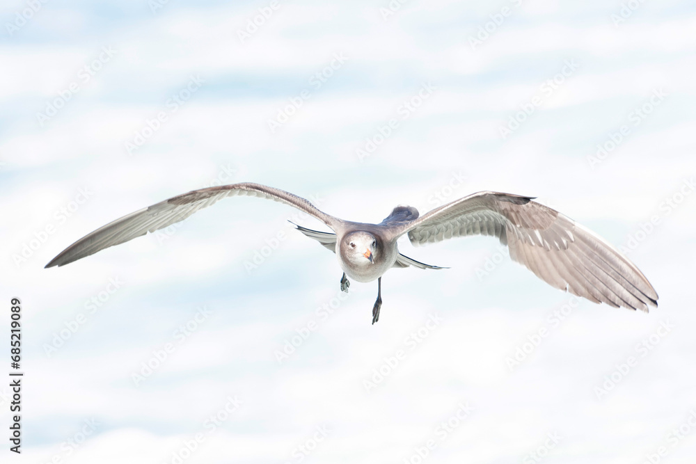 Heermann's Gull, Larus heermanni Heermann's Gull, Larus heermanni