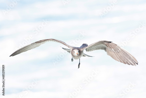 Heermann's Gull, Larus heermanni photo