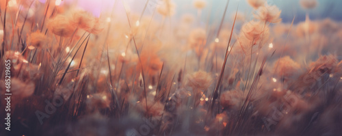 Wild grass at sunset. Macro image, shallow depth of field. Abstract summer nature background. Banner
