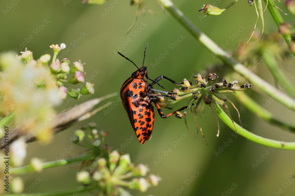 The orange stinky bug eating the nectar of the flower in the meadow