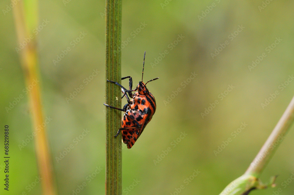 A smelly colored beetle striped bug crawls up a blade of grass