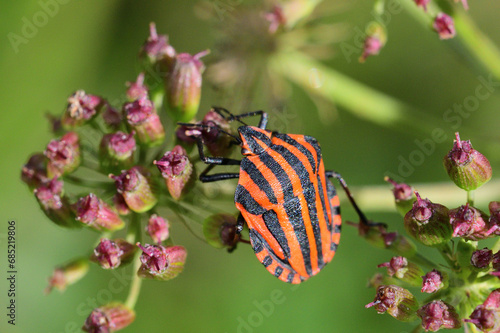 The orange stinky bug eating the nectar of the flower in the meadow