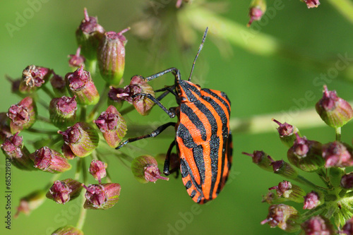 The orange stinky bug eating the nectar of the flower in the meadow