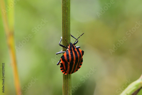 A smelly colored beetle striped bug crawls up a blade of grass