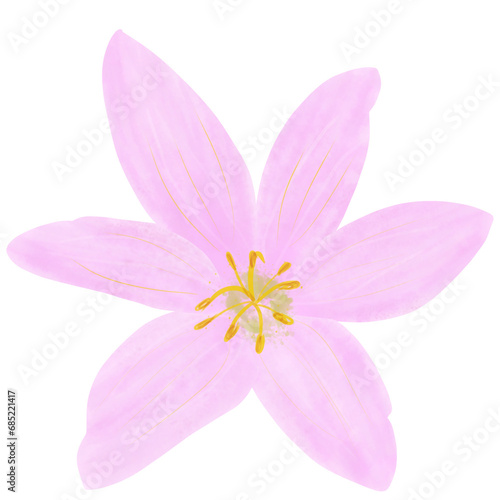 Lilly pink flower