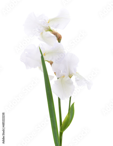 A bouquet of white irises.