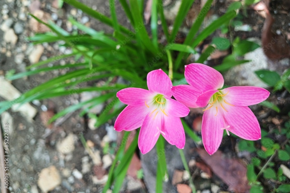 The beauty of rain lilies blooming perfectly in the natural setting of the garden. This pink flower has the scientific name Zephyranthes minuta. The beauty of rain lilies blooming perfectly in the natural setting of the garden. This pink flower has the scientific name Zephyranthes minuta.