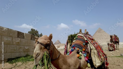 Lying camel dressed in colorful knitted blanket chews grass. Close-up of chewing camel