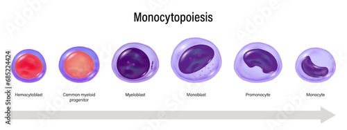 Stages of Monocytopoiesis vector. Monocyte maturation. Hemocytoblast, myeloid progenitor, Myeloblast, Monoblast, Promonocyte and Monocyte.