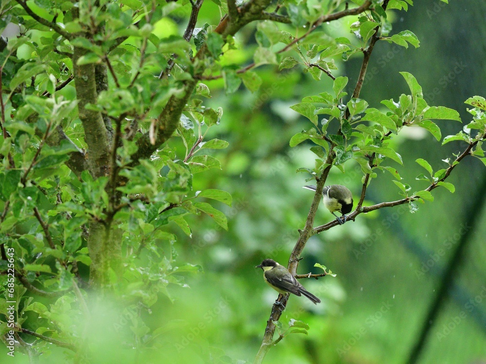 A great titmouse eats sunflower seeds on a tree branch
