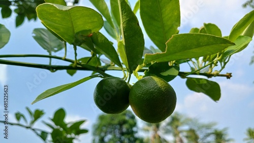 Kaffir lime or Citrus hystrix is a member of the citrus family, Rutacea, of the Citrus type. photo