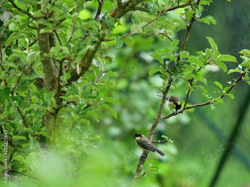 Obraz na płótnie A great titmouse eats sunflower seeds on a tree branch w salonie