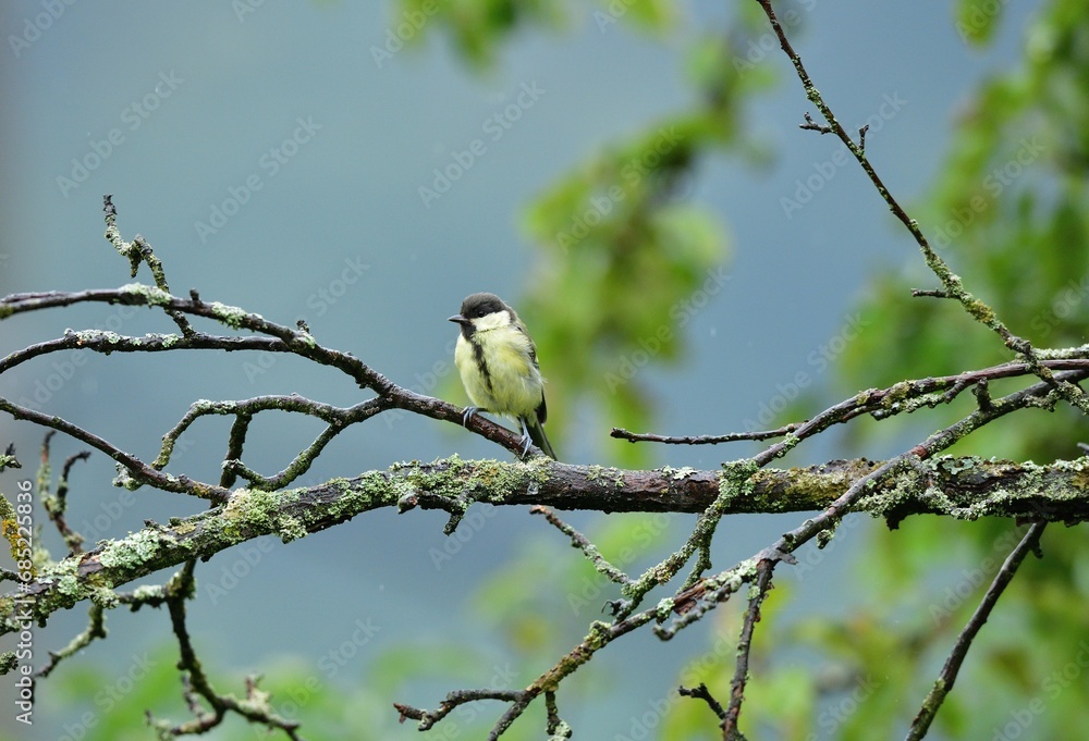 A great titmouse eats sunflower seeds on a tree branch