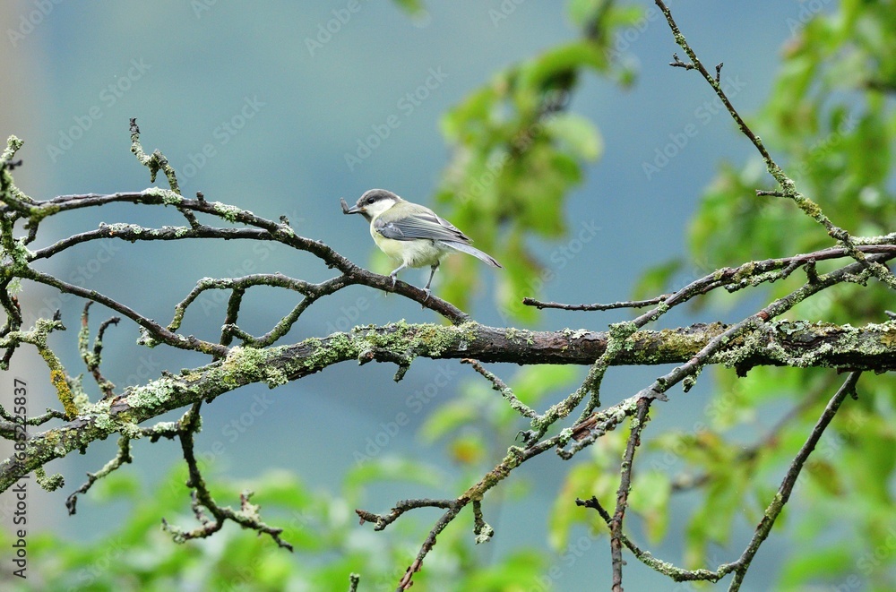 A great titmouse eats sunflower seeds on a tree branch