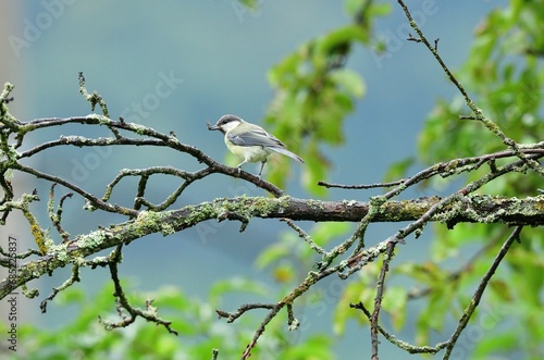 A great titmouse eats sunflower seeds on a tree branch